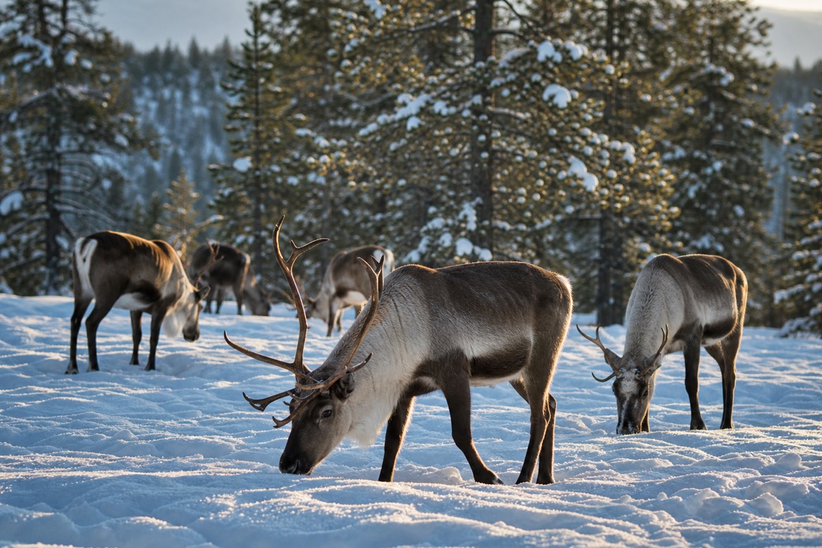 Reindeer in the snow near Rovaniemi